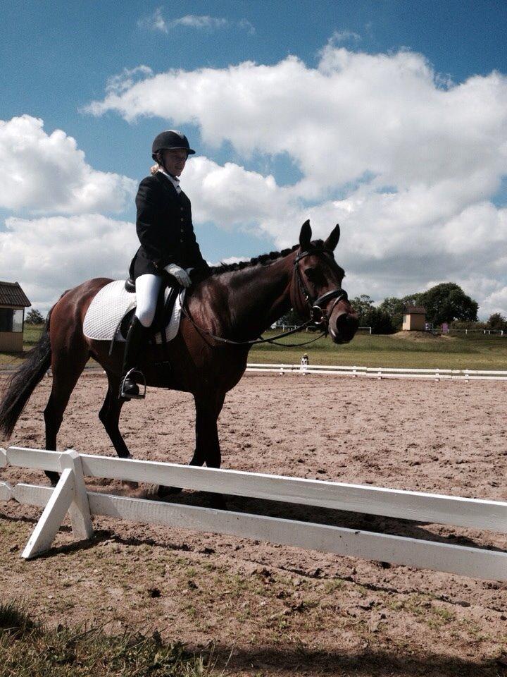 DSP Villagårdens Momo billede 7