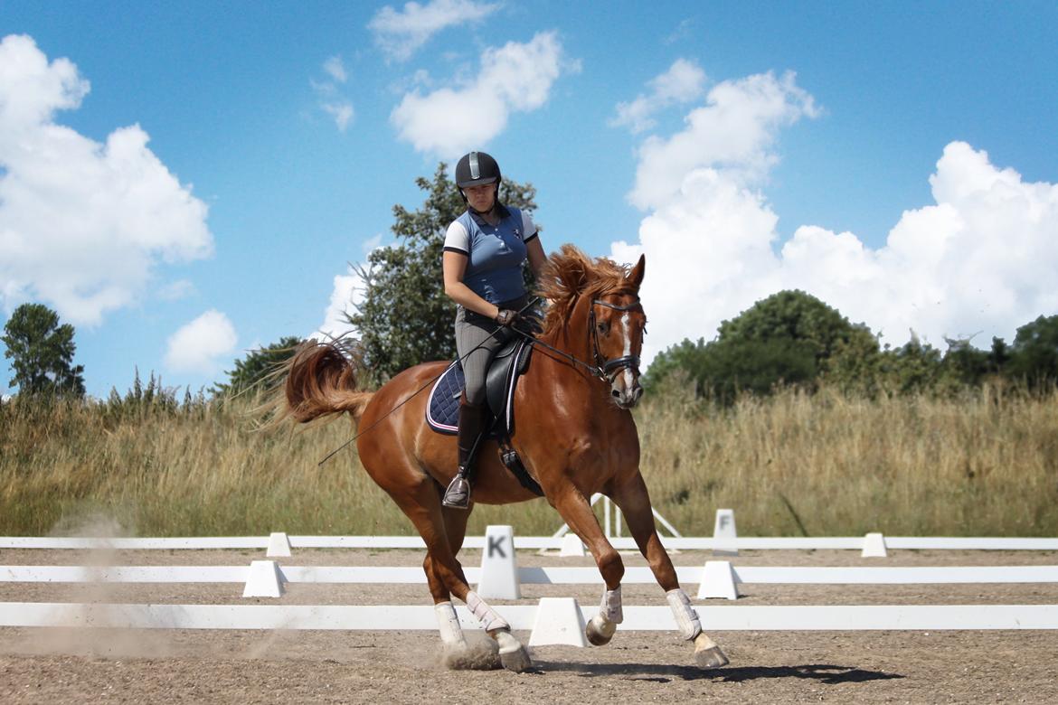 Dansk Varmblod Rotman Enshøj billede 1