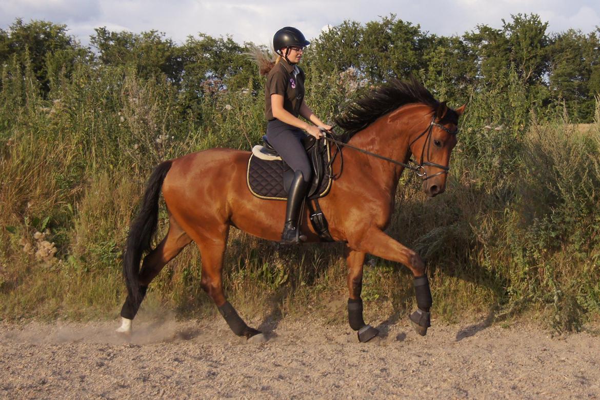 Dansk Varmblod Zaki billede 13