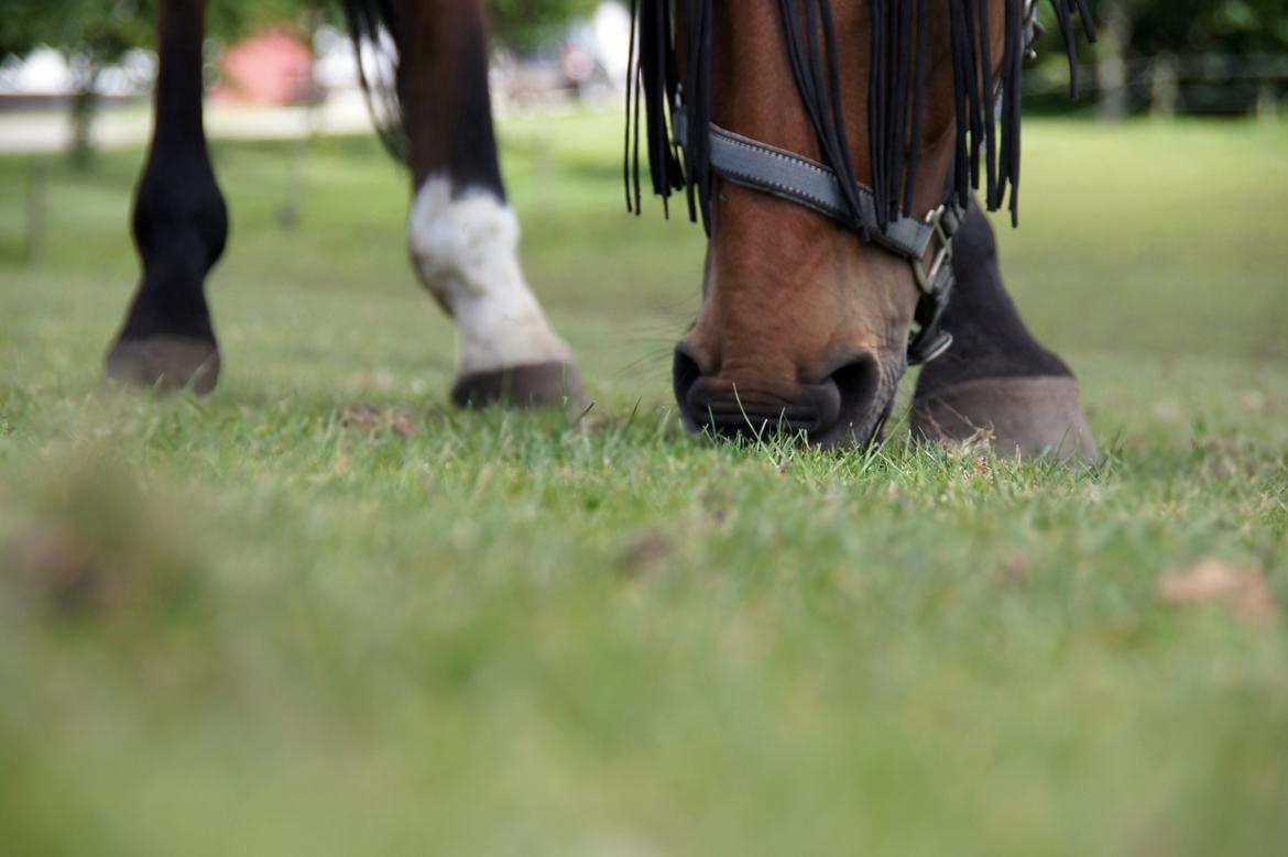 Dansk Varmblod Zaki billede 14