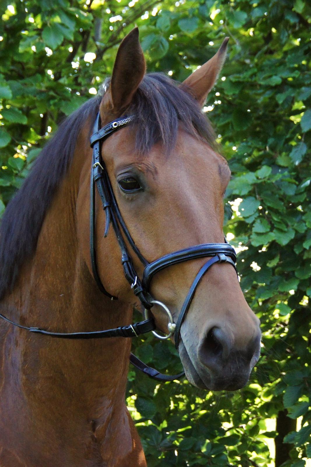 Dansk Varmblod Zaki billede 1