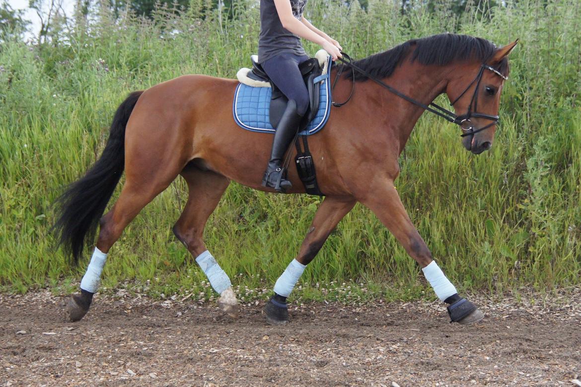 Dansk Varmblod Zaki billede 16