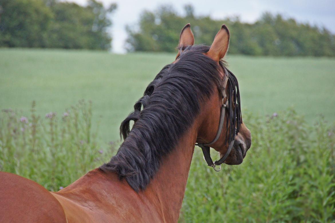 Dansk Varmblod Zaki billede 17