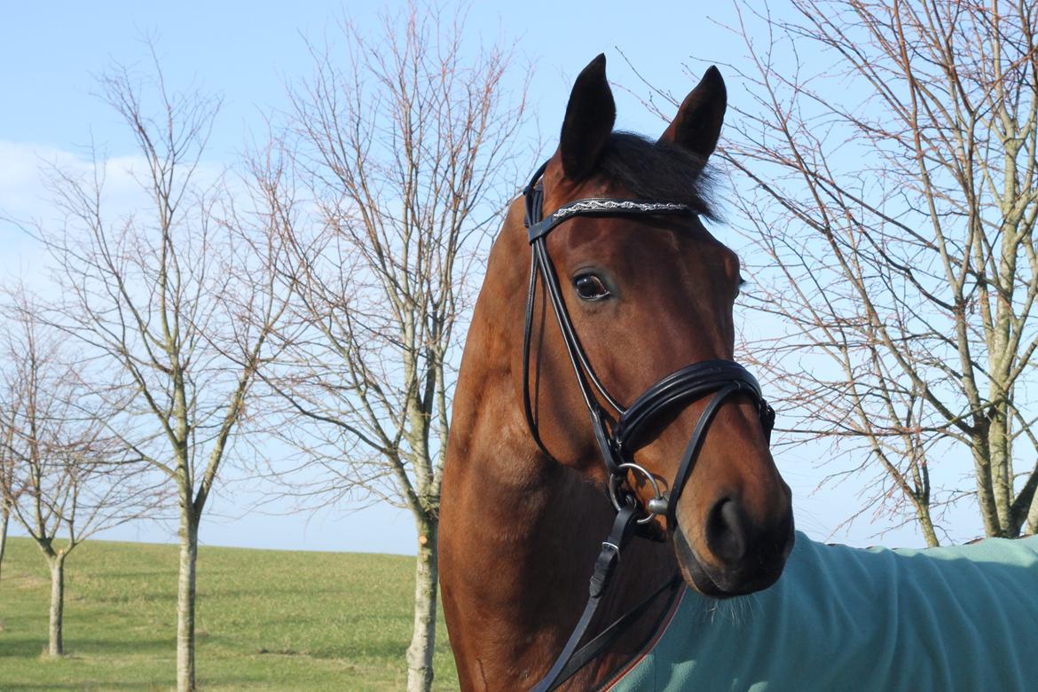 Dansk Varmblod Zaki billede 18