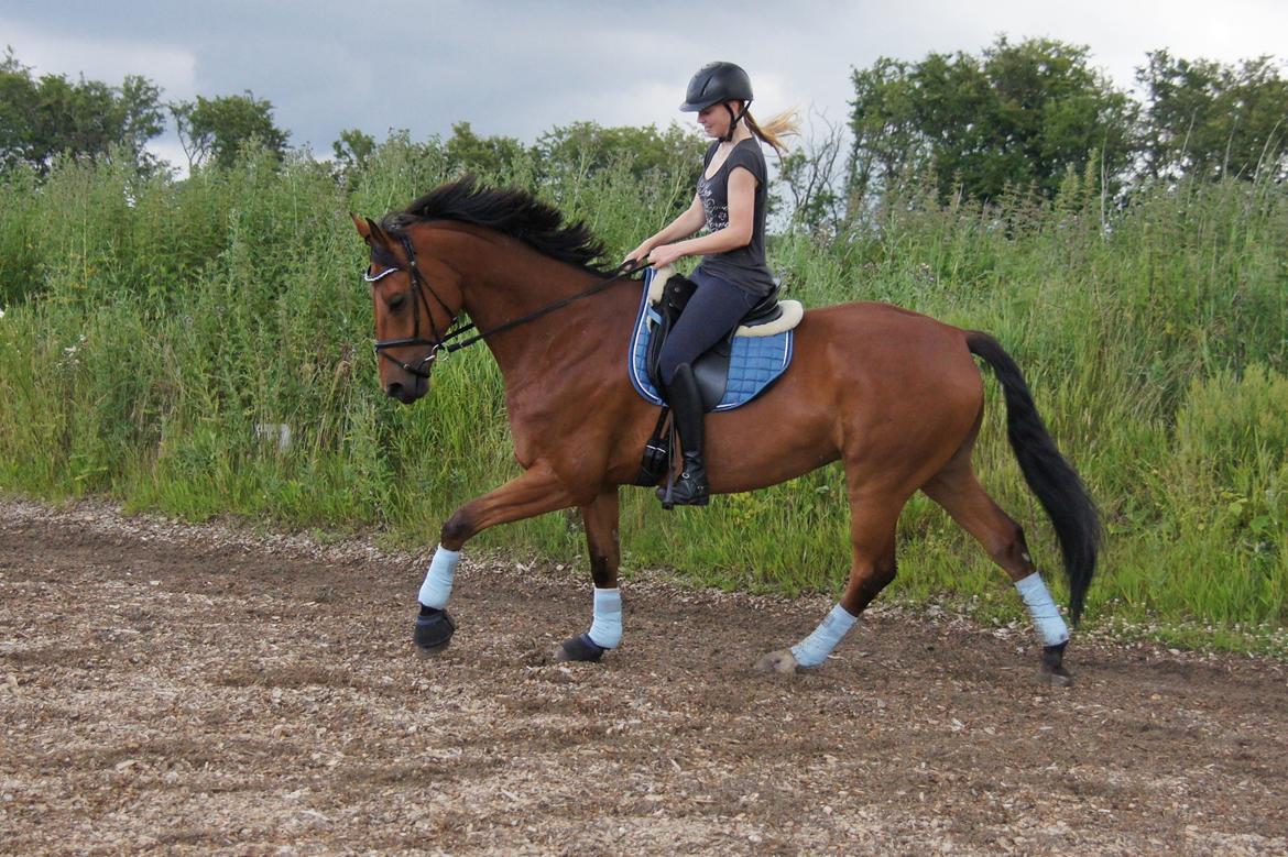 Dansk Varmblod Zaki billede 19