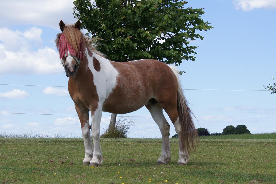 Anden særlig race Indy billede 1