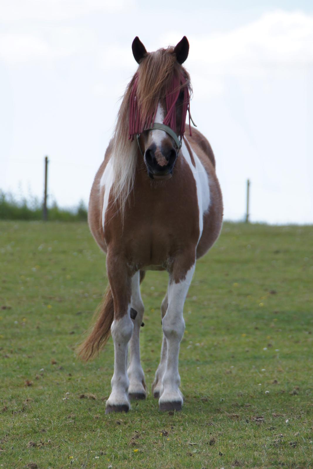 Anden særlig race Indy billede 9