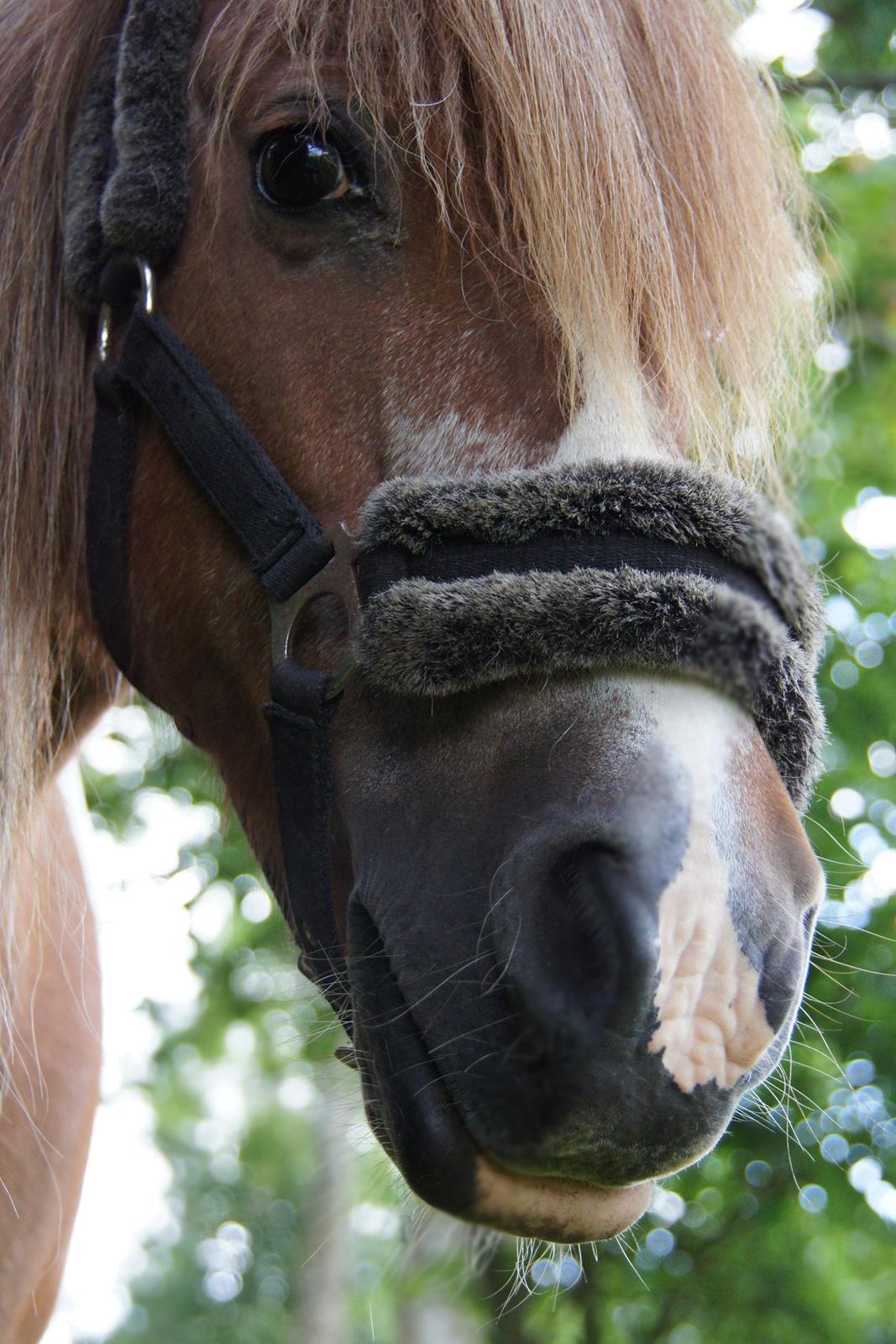 Anden særlig race Indy billede 10
