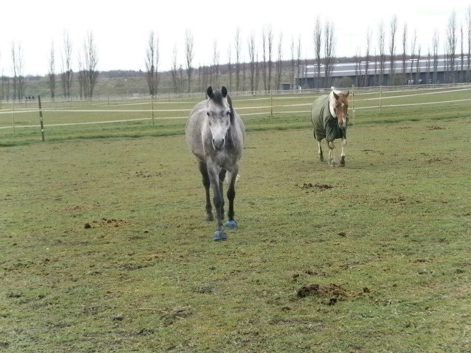 Welsh Partbred (Sec F) Dyekjærs Prins Zak billede 20