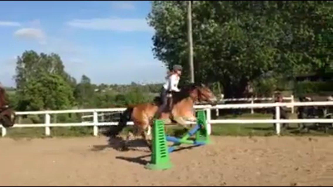 Koldblodstraver Bellis (på stamtavlen Monika Tabac) billede 2