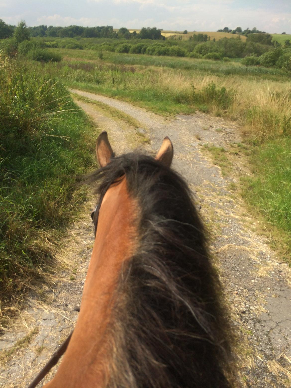 Koldblodstraver Bellis (på stamtavlen Monika Tabac) billede 6