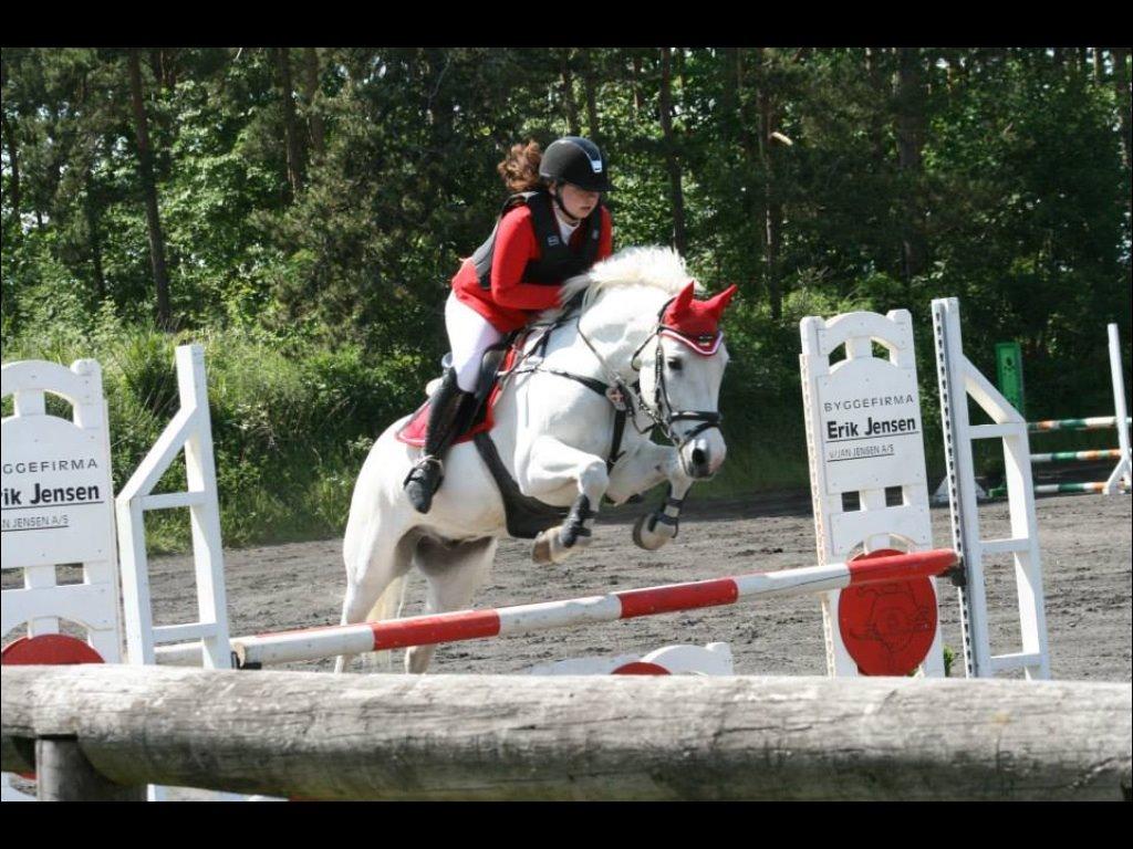 Anden særlig race Silver billede 11