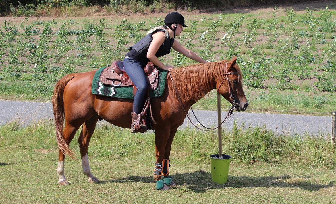 Quarter Starlight Xpress - Til Western Trail event på Langå militarybane billede 17