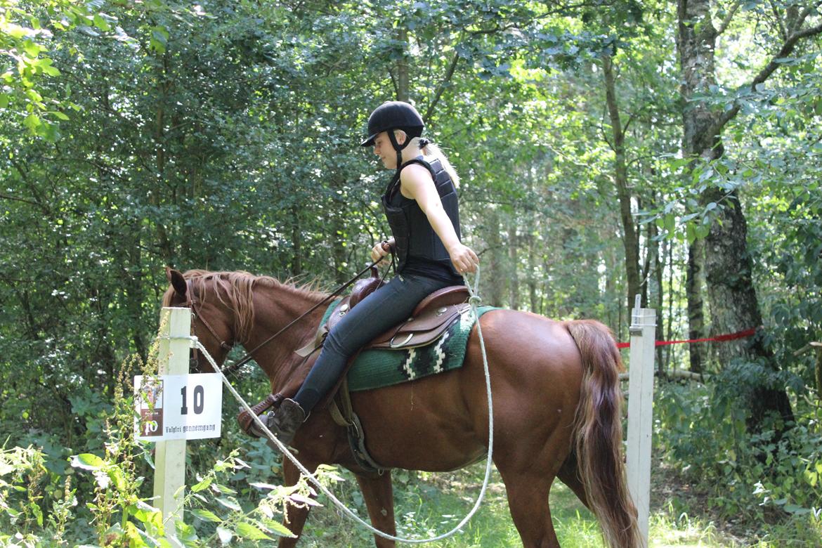 Quarter Starlight Xpress - Til Western Trail event på Langå militarybane billede 13