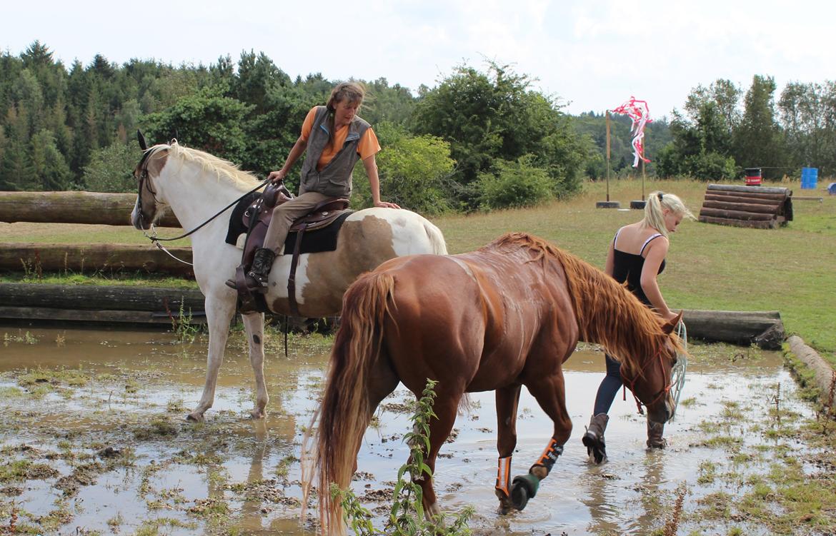 Quarter Starlight Xpress - I vandgraven til Western Trail event på Langå militarybane billede 16