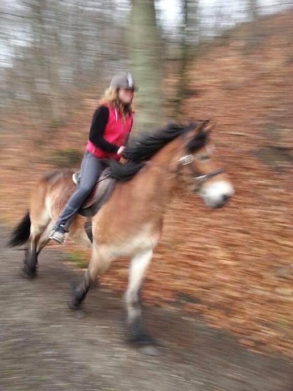 Koldblodstraver Bellis (på stamtavlen Monika Tabac) billede 12