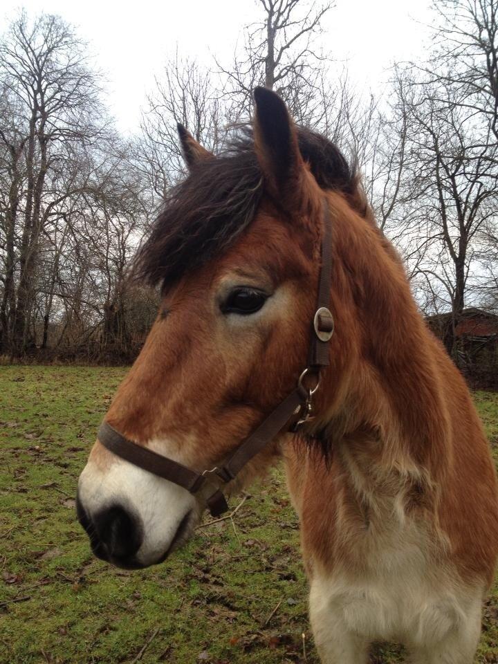 Koldblodstraver Bellis (på stamtavlen Monika Tabac) billede 14