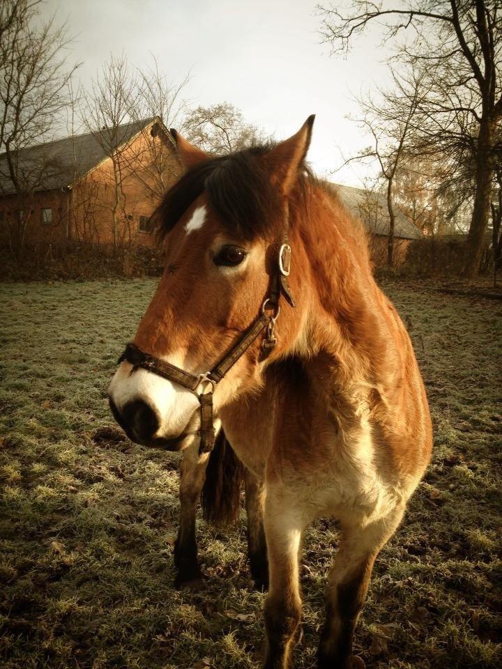 Koldblodstraver Bellis (på stamtavlen Monika Tabac) billede 20