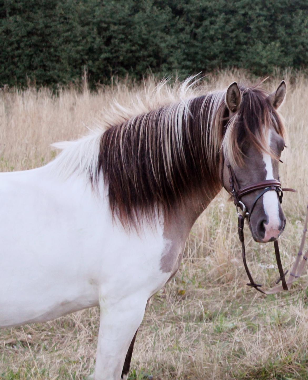 Irish Cob Crossbreed Fiona (Filina) billede 12