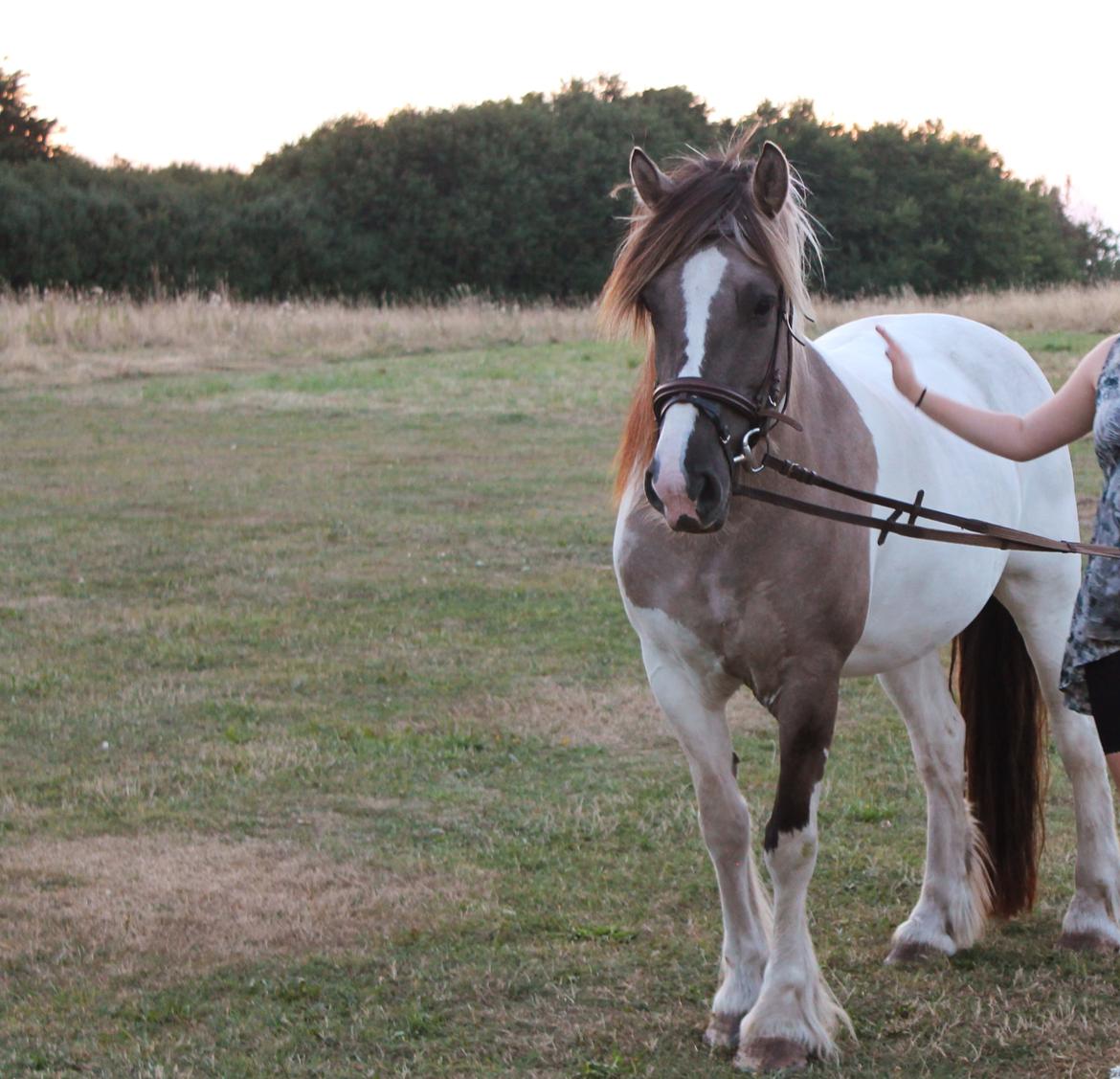 Irish Cob Crossbreed Fiona (Filina) billede 10