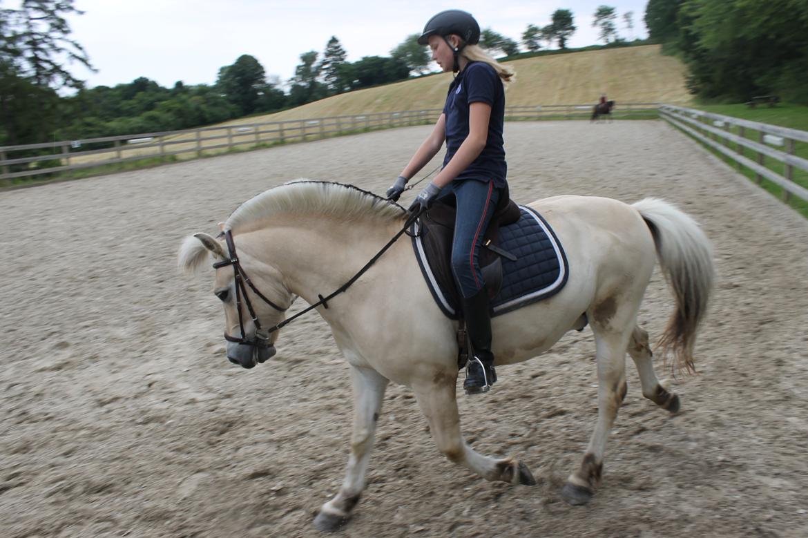 Fjordhest Højgaards Findus (Finne) - Finner kan godt lege dressurhest :p l Juni 2014 l Claudia billede 7