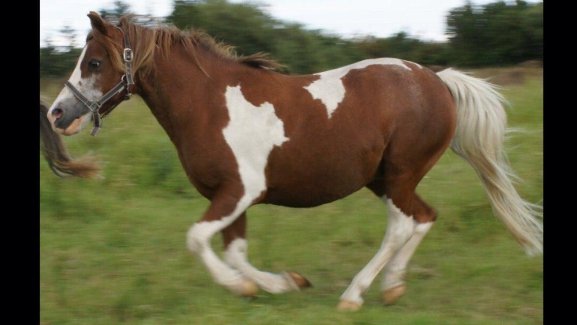 Anden særlig race Tito billede 1