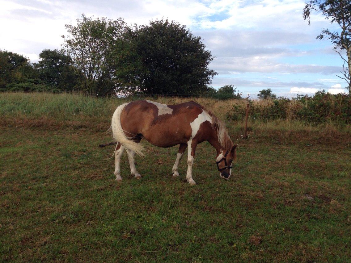 Anden særlig race Tito billede 2