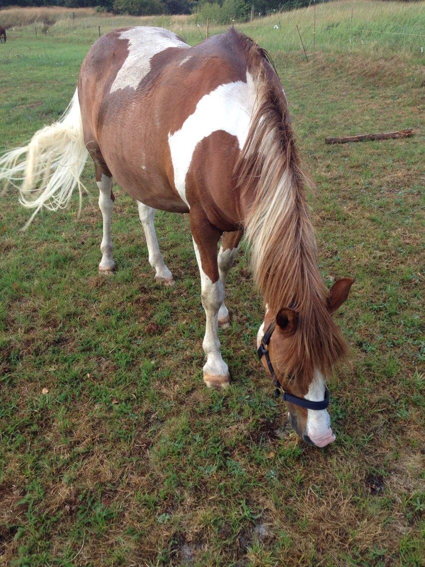 Anden særlig race Tito billede 3