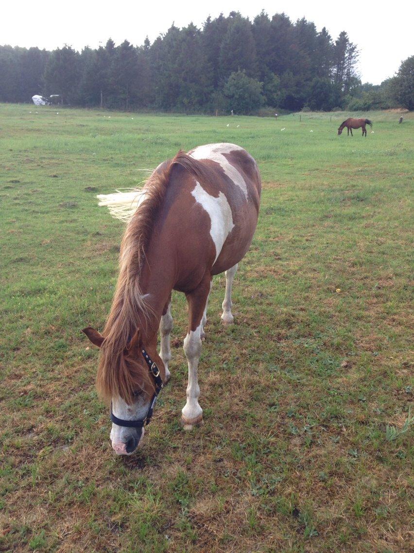 Anden særlig race Tito billede 4