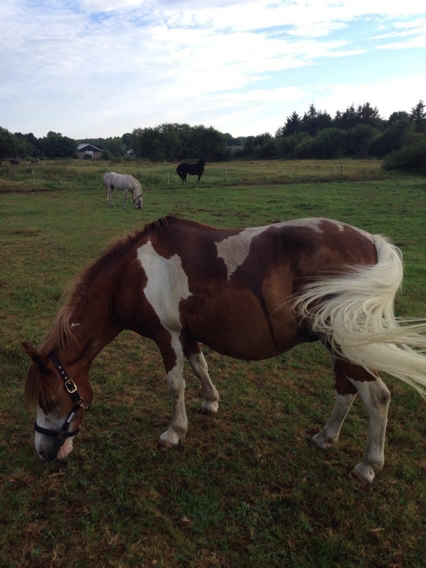 Anden særlig race Tito billede 5