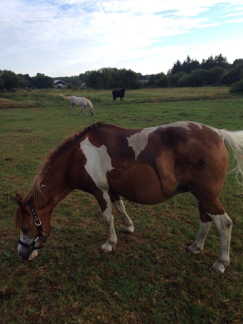 Anden særlig race Tito billede 6