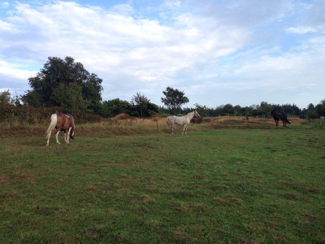 Anden særlig race Tito billede 7