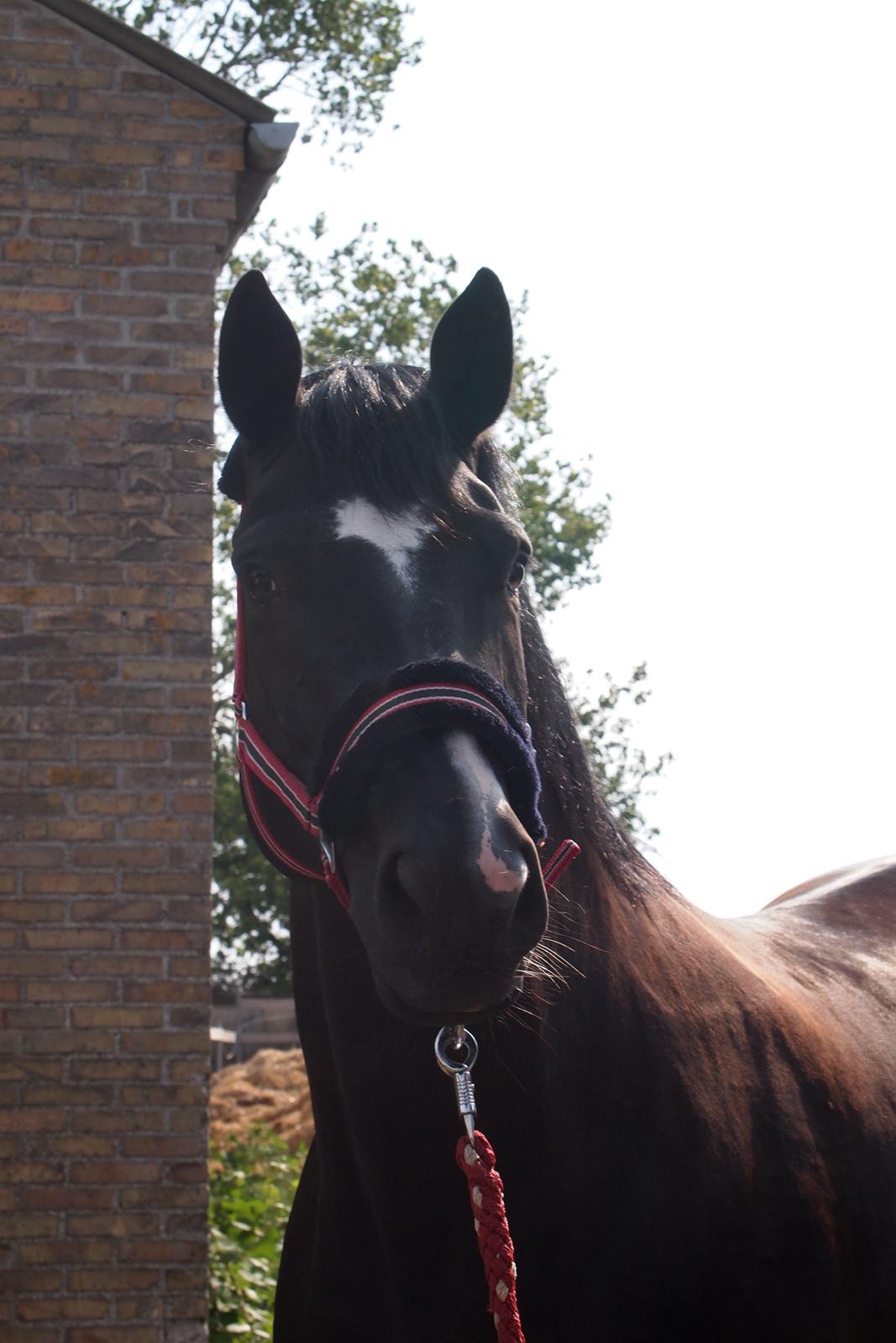 Dansk Varmblod Rosalia Rose - Foto: Michelle billede 10