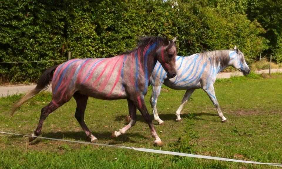 Anden særlig race Midnight Safari billede 1