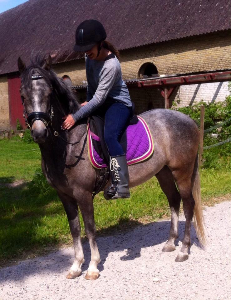 Anden særlig race Midnight Safari billede 3