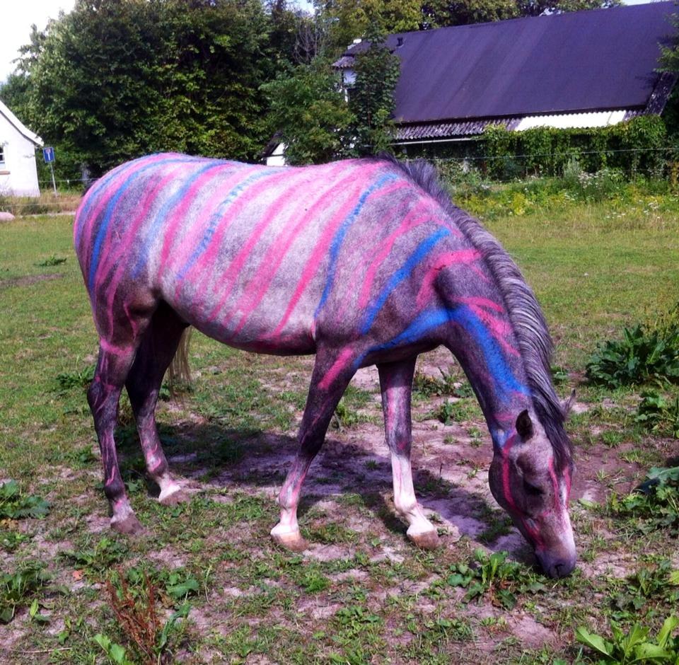 Anden særlig race Midnight Safari billede 2