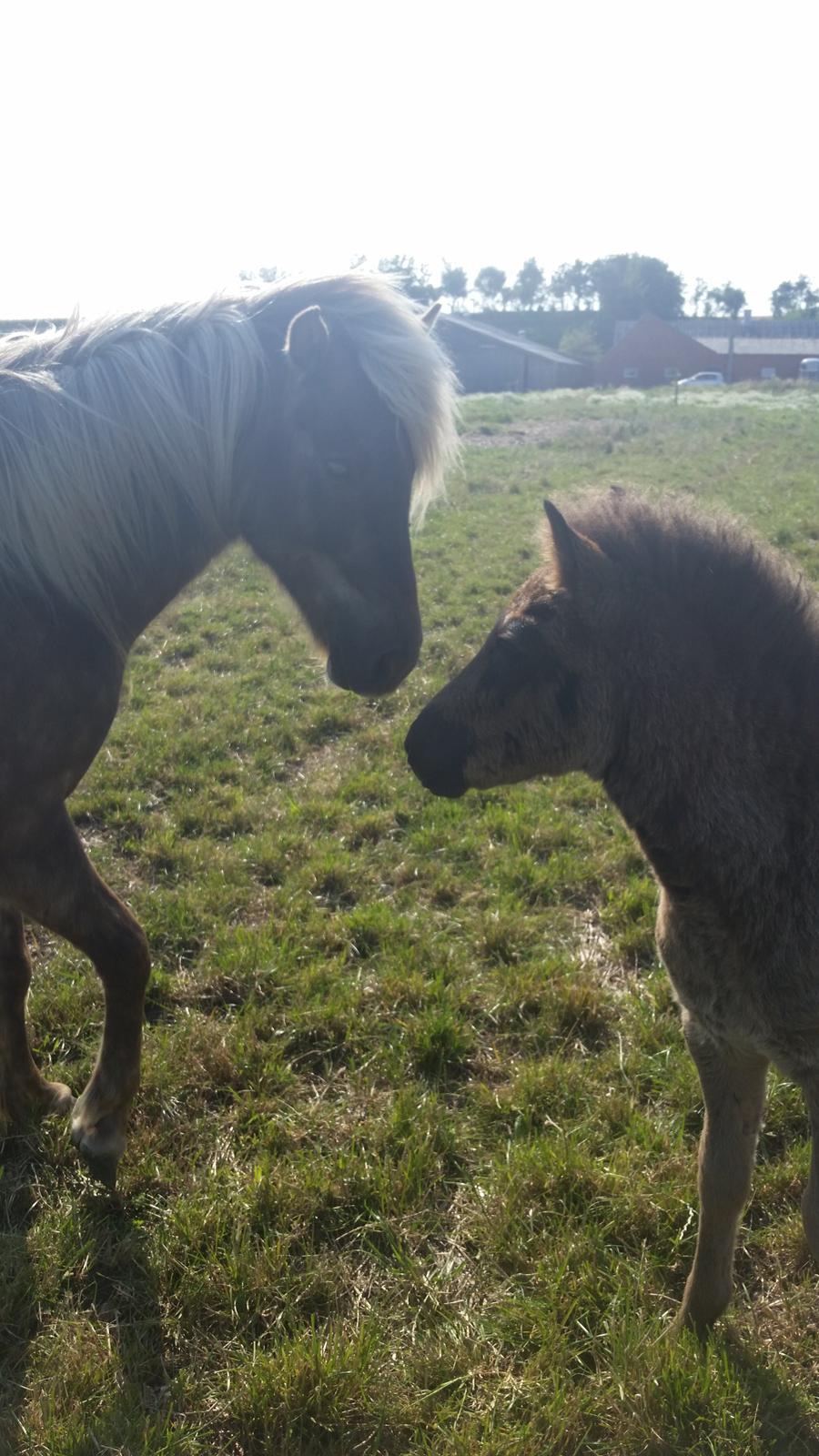 Islænder Ófeigur Fra Thorup <3 billede 10