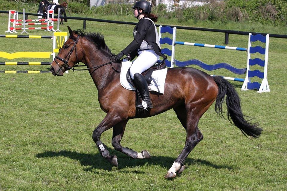 Dansk Varmblod Diana - Første C-Stævne Sammen! billede 8