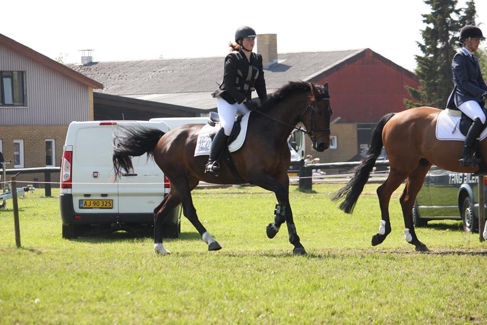 Dansk Varmblod Diana - Første C-Stævne Sammen! billede 9