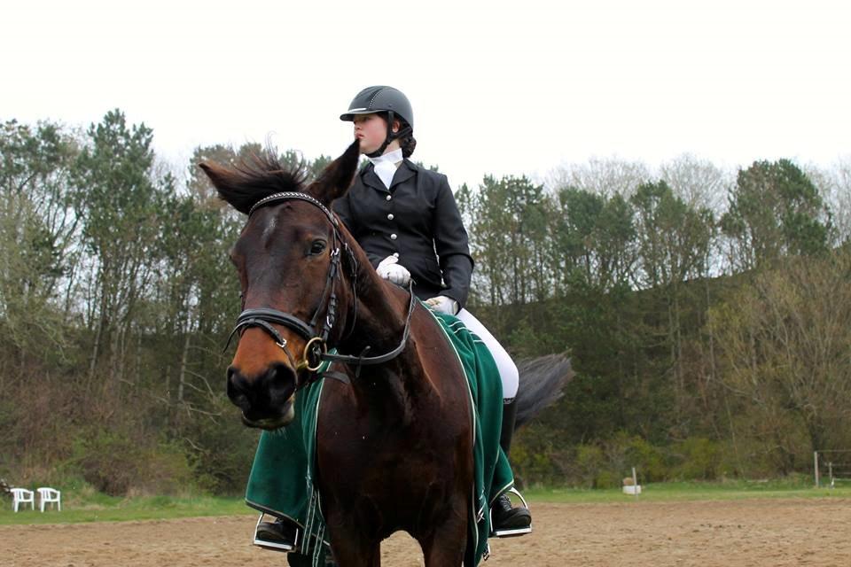 Dansk Varmblod Diana billede 20