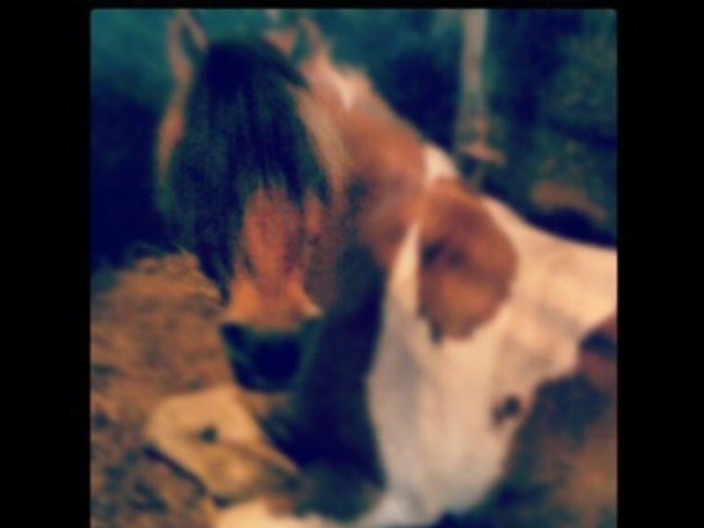 Anden særlig race Mombassa (himmelhest) billede 1