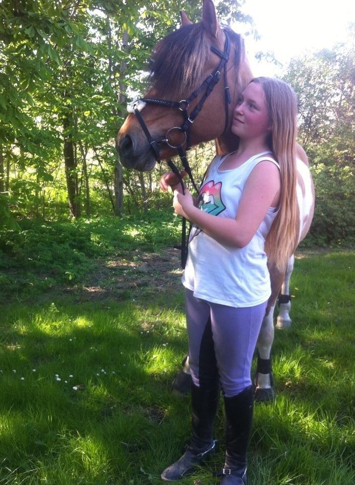 Anden særlig race Mombassa (himmelhest) billede 8