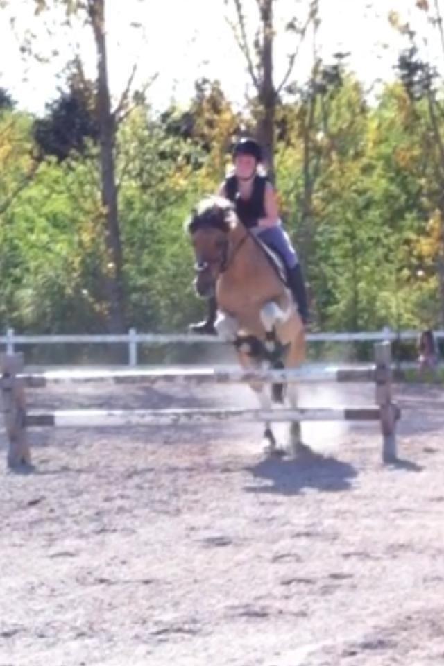 Anden særlig race Mombassa (himmelhest) billede 9