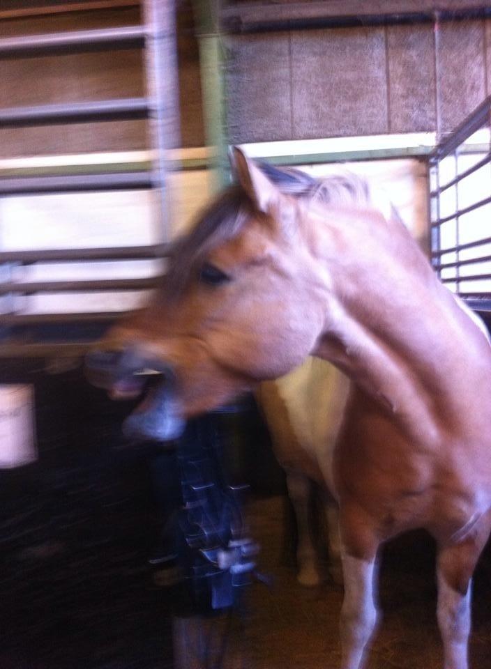 Anden særlig race Mombassa (himmelhest) billede 10