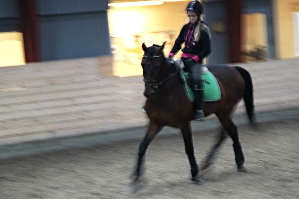 Welsh Partbred (Sec F) Filur billede 15