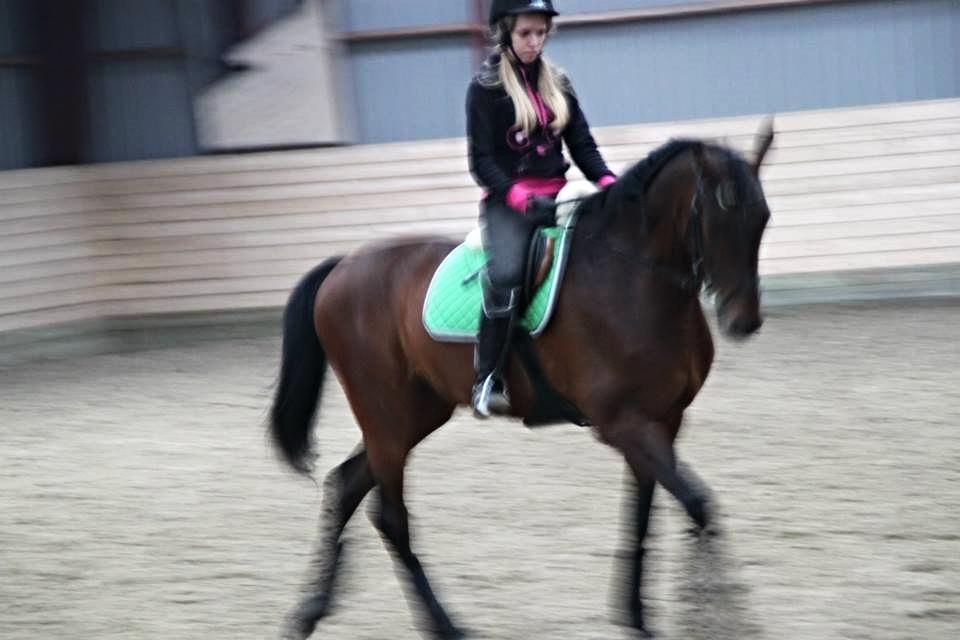 Welsh Partbred (Sec F) Filur billede 8