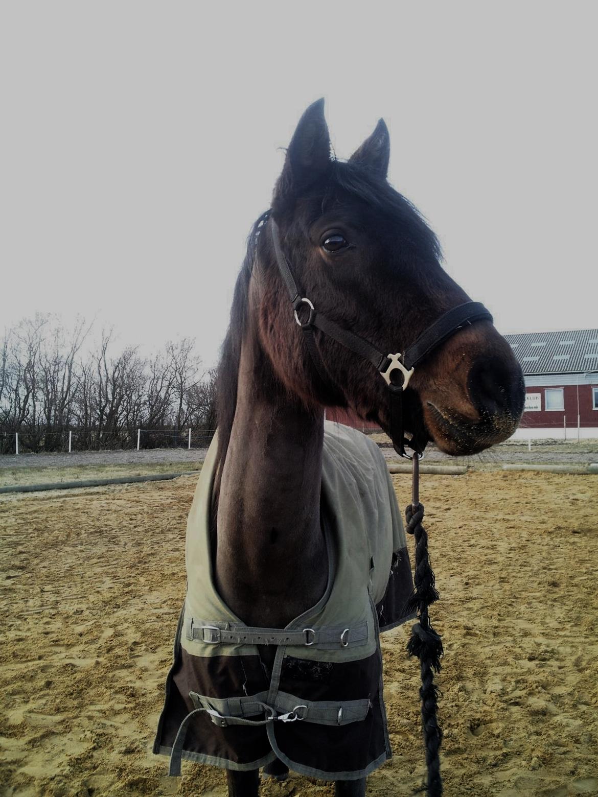 Welsh Partbred (Sec F) Filur billede 5