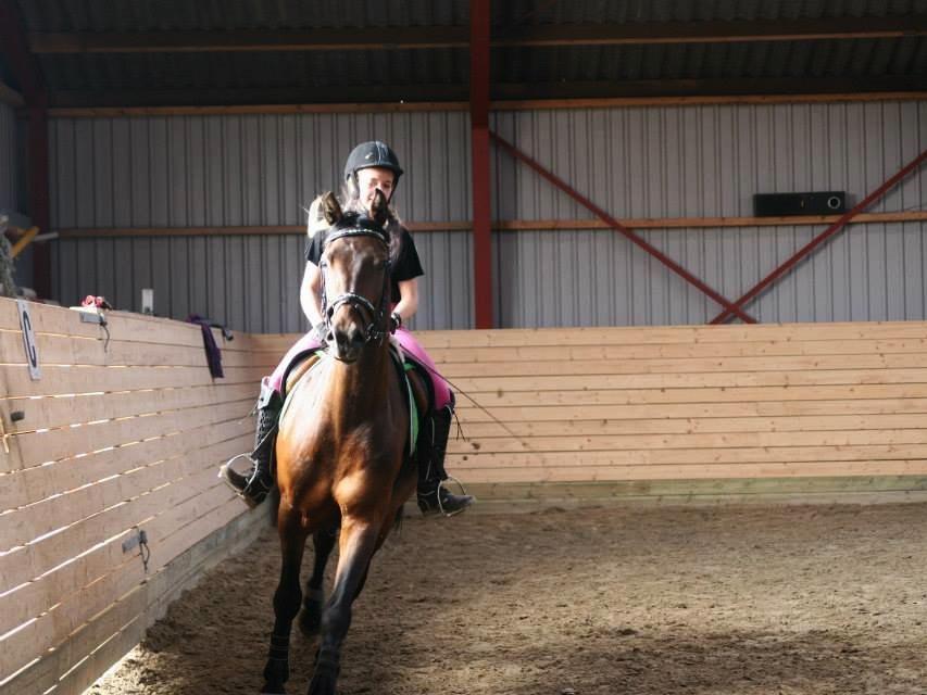 Welsh Partbred (Sec F) Filur billede 9