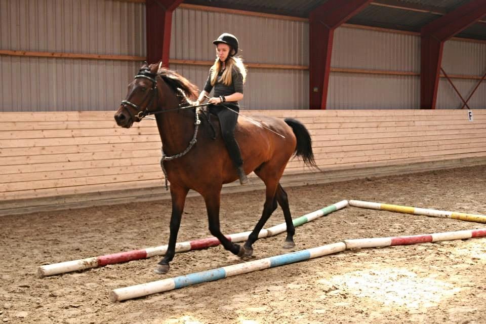 Welsh Partbred (Sec F) Filur billede 16
