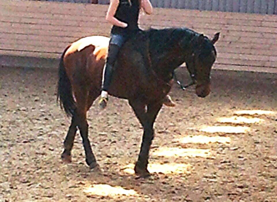 Welsh Partbred (Sec F) Filur billede 18